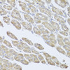 Immunohistochemistry of paraffin-embedded mouse stomach using MSMB antibody (13-424) at dilution of 1:100 (40x lens) .