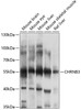 Western blot analysis of extracts of various cell lines, using CHRNB3 antibody (13-432) at 1:1000 dilution.<br/>Secondary antibody: HRP Goat Anti-Rabbit IgG (H+L) at 1:10000 dilution.<br/>Lysates/proteins: 25ug per lane.<br/>Blocking buffer: 3% nonfat dry milk in TBST.<br/>Detection: ECL Basic Kit.<br/>Exposure time: 10s.