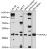 Western blot analysis of extracts of various cell lines, using KIR3DL2 antibody (13-440) at 1:1000 dilution.<br/>Secondary antibody: HRP Goat Anti-Rabbit IgG (H+L) at 1:10000 dilution.<br/>Lysates/proteins: 25ug per lane.<br/>Blocking buffer: 3% nonfat dry milk in TBST.<br/>Detection: ECL Basic Kit.<br/>Exposure time: 60s.