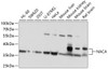 Western blot analysis of extracts of various cell lines, using NACA antibody (13-442) at 1:1000 dilution.<br/>Secondary antibody: HRP Goat Anti-Rabbit IgG (H+L) at 1:10000 dilution.<br/>Lysates/proteins: 25ug per lane.<br/>Blocking buffer: 3% nonfat dry milk in TBST.<br/>Detection: ECL Basic Kit.<br/>Exposure time: 10s.