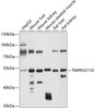 Western blot analysis of extracts of various cell lines, using TMPRSS11D antibody (13-448) at 1:1000 dilution.<br/>Secondary antibody: HRP Goat Anti-Rabbit IgG (H+L) at 1:10000 dilution.<br/>Lysates/proteins: 25ug per lane.<br/>Blocking buffer: 3% nonfat dry milk in TBST.<br/>Detection: ECL Basic Kit.<br/>Exposure time: 30s.