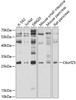 Western blot analysis of extracts of various cell lines, using C6orf25 antibody (13-467) at 1:1000 dilution.<br/>Secondary antibody: HRP Goat Anti-Rabbit IgG (H+L) at 1:10000 dilution.<br/>Lysates/proteins: 25ug per lane.<br/>Blocking buffer: 3% nonfat dry milk in TBST.<br/>Detection: ECL Enhanced Kit.<br/>Exposure time: 30s.