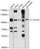 Western blot analysis of extracts of various cell lines, using TAS1R1 antibody (13-469) at 1:1000 dilution.<br/>Secondary antibody: HRP Goat Anti-Rabbit IgG (H+L) at 1:10000 dilution.<br/>Lysates/proteins: 25ug per lane.<br/>Blocking buffer: 3% nonfat dry milk in TBST.<br/>Detection: ECL Basic Kit.<br/>Exposure time: 5s.