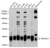 Western blot analysis of extracts of various cell lines, using ERVFRD-1 antibody (13-475) at 1:1000 dilution.<br/>Secondary antibody: HRP Goat Anti-Rabbit IgG (H+L) at 1:10000 dilution.<br/>Lysates/proteins: 25ug per lane.<br/>Blocking buffer: 3% nonfat dry milk in TBST.<br/>Detection: ECL Basic Kit.<br/>Exposure time: 1s.