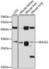 Western blot analysis of extracts of various cell lines, using SMUG1 antibody (13-478) at 1:1000 dilution.<br/>Secondary antibody: HRP Goat Anti-Rabbit IgG (H+L) at 1:10000 dilution.<br/>Lysates/proteins: 25ug per lane.<br/>Blocking buffer: 3% nonfat dry milk in TBST.<br/>Detection: ECL Enhanced Kit.<br/>Exposure time: 30s.