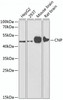 Western blot analysis of extracts of various cell lines, using CNP antibody (13-482) at 1:1000 dilution.<br/>Secondary antibody: HRP Goat Anti-Rabbit IgG (H+L) at 1:10000 dilution.<br/>Lysates/proteins: 25ug per lane.<br/>Blocking buffer: 3% nonfat dry milk in TBST.<br/>Detection: ECL Enhanced Kit.<br/>Exposure time: 15s.