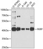 Western blot analysis of extracts of various cell lines, using FKRP antibody (13-491) at 1:1000 dilution.<br/>Secondary antibody: HRP Goat Anti-Rabbit IgG (H+L) at 1:10000 dilution.<br/>Lysates/proteins: 25ug per lane.<br/>Blocking buffer: 3% nonfat dry milk in TBST.<br/>Detection: ECL Basic Kit.<br/>Exposure time: 5s.