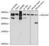 Western blot analysis of extracts of various cell lines, using GOLGA4 antibody (13-508) at 1:1000 dilution.<br/>Secondary antibody: HRP Goat Anti-Rabbit IgG (H+L) at 1:10000 dilution.<br/>Lysates/proteins: 25ug per lane.<br/>Blocking buffer: 3% nonfat dry milk in TBST.<br/>Detection: ECL Basic Kit.<br/>Exposure time: 5s.
