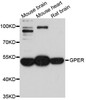 Western blot analysis of extracts of various cell lines, using GPER1 antibody (13-509) at 1:1000 dilution.<br/>Secondary antibody: HRP Goat Anti-Rabbit IgG (H+L) at 1:10000 dilution.<br/>Lysates/proteins: 25ug per lane.<br/>Blocking buffer: 3% nonfat dry milk in TBST.<br/>Detection: ECL Basic Kit.<br/>Exposure time: 90s.