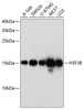 Western blot analysis of extracts of various cell lines, using H3F3B antibody (13-512) at 1:1000 dilution.<br/>Secondary antibody: HRP Goat Anti-Rabbit IgG (H+L) at 1:10000 dilution.<br/>Lysates/proteins: 25ug per lane.<br/>Blocking buffer: 3% nonfat dry milk in TBST.<br/>Detection: ECL Basic Kit.<br/>Exposure time: 90s.