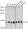 Western blot analysis of extracts of various cell lines, using HINT1 antibody (13-513) at 1:1000 dilution.<br/>Secondary antibody: HRP Goat Anti-Rabbit IgG (H+L) at 1:10000 dilution.<br/>Lysates/proteins: 25ug per lane.<br/>Blocking buffer: 3% nonfat dry milk in TBST.<br/>Detection: ECL Basic Kit.<br/>Exposure time: 1s.
