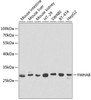 Western blot analysis of extracts of various cell lines, using YWHAB antibody (13-518) at 1:1000 dilution.<br/>Secondary antibody: HRP Goat Anti-Rabbit IgG (H+L) at 1:10000 dilution.<br/>Lysates/proteins: 25ug per lane.<br/>Blocking buffer: 3% nonfat dry milk in TBST.