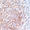 Immunohistochemistry of paraffin-embedded Human tonsil using YWHAB antibody (13-518) at dilution of 1:200 (40x lens) .
