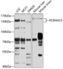 Western blot analysis of extracts of various cell lines, using PCDHGC3 antibody (13-521) at 1:1000 dilution.<br/>Secondary antibody: HRP Goat Anti-Rabbit IgG (H+L) at 1:10000 dilution.<br/>Lysates/proteins: 25ug per lane.<br/>Blocking buffer: 3% nonfat dry milk in TBST.<br/>Detection: ECL Basic Kit.<br/>Exposure time: 20s.