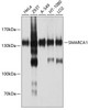 Western blot analysis of extracts of various cell lines, using SMARCA1 antibody (13-529) at 1:1000 dilution.<br/>Secondary antibody: HRP Goat Anti-Rabbit IgG (H+L) at 1:10000 dilution.<br/>Lysates/proteins: 25ug per lane.<br/>Blocking buffer: 3% nonfat dry milk in TBST.<br/>Detection: ECL Basic Kit.<br/>Exposure time: 15s.