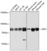 Western blot analysis of extracts of various cell lines, using SPG7 antibody (13-530) at 1:1000 dilution.<br/>Secondary antibody: HRP Goat Anti-Rabbit IgG (H+L) at 1:10000 dilution.<br/>Lysates/proteins: 25ug per lane.<br/>Blocking buffer: 3% nonfat dry milk in TBST.<br/>Detection: ECL Basic Kit.<br/>Exposure time: 10s.