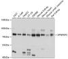 Western blot analysis of extracts of various cell lines, using XPNPEP2 antibody (13-536) at 1:1000 dilution.<br/>Secondary antibody: HRP Goat Anti-Rabbit IgG (H+L) at 1:10000 dilution.<br/>Lysates/proteins: 25ug per lane.<br/>Blocking buffer: 3% nonfat dry milk in TBST.<br/>Detection: ECL Basic Kit.<br/>Exposure time: 1s.