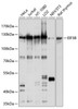 Western blot analysis of extracts of various cell lines, using EIF3B antibody (13-539) at 1:1000 dilution.<br/>Secondary antibody: HRP Goat Anti-Rabbit IgG (H+L) at 1:10000 dilution.<br/>Lysates/proteins: 25ug per lane.<br/>Blocking buffer: 3% nonfat dry milk in TBST.<br/>Detection: ECL Basic Kit.<br/>Exposure time: 1s.