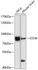 Western blot analysis of extracts of various cell lines, using CCNK Antibody (13-542) at 1:1000 dilution.<br/>Secondary antibody: HRP Goat Anti-Rabbit IgG (H+L) at 1:10000 dilution.<br/>Lysates/proteins: 25ug per lane.<br/>Blocking buffer: 3% nonfat dry milk in TBST.<br/>Detection: ECL Enhanced Kit.<br/>Exposure time: 90s.