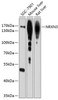 Western blot analysis of extracts of various cell lines, using NRXN3 antibody (13-547) at 1:1000 dilution.<br/>Secondary antibody: HRP Goat Anti-Rabbit IgG (H+L) at 1:10000 dilution.<br/>Lysates/proteins: 25ug per lane.<br/>Blocking buffer: 3% nonfat dry milk in TBST.<br/>Detection: ECL Basic Kit.<br/>Exposure time: 90s.