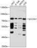 Western blot analysis of extracts of various cell lines, using SLC23A1 antibody (13-550) at 1:1000 dilution.<br/>Secondary antibody: HRP Goat Anti-Rabbit IgG (H+L) at 1:10000 dilution.<br/>Lysates/proteins: 25ug per lane.<br/>Blocking buffer: 3% nonfat dry milk in TBST.<br/>Detection: ECL Basic Kit.<br/>Exposure time: 10s.