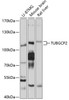 Western blot analysis of extracts of various cell lines, using TUBGCP2 antibody (13-553) at 1:1000 dilution.<br/>Secondary antibody: HRP Goat Anti-Rabbit IgG (H+L) at 1:10000 dilution.<br/>Lysates/proteins: 25ug per lane.<br/>Blocking buffer: 3% nonfat dry milk in TBST.<br/>Detection: ECL Basic Kit.<br/>Exposure time: 5s.