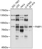 Western blot analysis of extracts of various cell lines, using FNBP1 antibody (13-558) at 1:1000 dilution.<br/>Secondary antibody: HRP Goat Anti-Rabbit IgG (H+L) at 1:10000 dilution.<br/>Lysates/proteins: 25ug per lane.<br/>Blocking buffer: 3% nonfat dry milk in TBST.<br/>Detection: ECL Basic Kit.<br/>Exposure time: 20s.