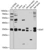 Western blot analysis of extracts of various cell lines, using ICMT antibody (13-561) at 1:1000 dilution.<br/>Secondary antibody: HRP Goat Anti-Rabbit IgG (H+L) at 1:10000 dilution.<br/>Lysates/proteins: 25ug per lane.<br/>Blocking buffer: 3% nonfat dry milk in TBST.<br/>Detection: ECL Basic Kit.<br/>Exposure time: 90s.