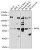 Western blot analysis of extracts of various cell lines, using RXFP3 antibody (13-566) at 1:1000 dilution.<br/>Secondary antibody: HRP Goat Anti-Rabbit IgG (H+L) at 1:10000 dilution.<br/>Lysates/proteins: 25ug per lane.<br/>Blocking buffer: 3% nonfat dry milk in TBST.<br/>Detection: ECL Basic Kit.<br/>Exposure time: 20s.