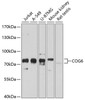 Western blot analysis of extracts of various cell lines, using COG6 antibody (13-577) at 1:1000 dilution.<br/>Secondary antibody: HRP Goat Anti-Rabbit IgG (H+L) at 1:10000 dilution.<br/>Lysates/proteins: 25ug per lane.<br/>Blocking buffer: 3% nonfat dry milk in TBST.<br/>Detection: ECL Basic Kit.<br/>Exposure time: 10s.