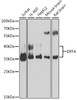 Western blot analysis of extracts of various cell lines, using DFFA antibody (13-578) at 1:1000 dilution.<br/>Secondary antibody: HRP Goat Anti-Rabbit IgG (H+L) at 1:10000 dilution.<br/>Lysates/proteins: 25ug per lane.<br/>Blocking buffer: 3% nonfat dry milk in TBST.<br/>Detection: ECL Basic Kit.<br/>Exposure time: 15s.