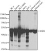Western blot analysis of extracts of various cell lines, using ENO1 antibody (13-583) at 1:1000 dilution.<br/>Secondary antibody: HRP Goat Anti-Rabbit IgG (H+L) at 1:10000 dilution.<br/>Lysates/proteins: 25ug per lane.<br/>Blocking buffer: 3% nonfat dry milk in TBST.