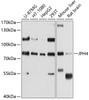 Western blot analysis of extracts of various cell lines, using JPH4 antibody (13-586) at 1:1000 dilution.<br/>Secondary antibody: HRP Goat Anti-Rabbit IgG (H+L) at 1:10000 dilution.<br/>Lysates/proteins: 25ug per lane.<br/>Blocking buffer: 3% nonfat dry milk in TBST.<br/>Detection: ECL Basic Kit.<br/>Exposure time: 10s.