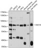 Western blot analysis of extracts of various cell lines, using SNX18 antibody (13-588) at 1:1000 dilution.<br/>Secondary antibody: HRP Goat Anti-Rabbit IgG (H+L) at 1:10000 dilution.<br/>Lysates/proteins: 25ug per lane.<br/>Blocking buffer: 3% nonfat dry milk in TBST.<br/>Detection: ECL Basic Kit.<br/>Exposure time: 60s.