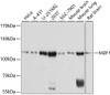 Western blot analysis of extracts of various cell lines, using MZF1 antibody (13-598) at 1:1000 dilution.<br/>Secondary antibody: HRP Goat Anti-Rabbit IgG (H+L) at 1:10000 dilution.<br/>Lysates/proteins: 25ug per lane.<br/>Blocking buffer: 3% nonfat dry milk in TBST.<br/>Detection: ECL Basic Kit.<br/>Exposure time: 3s.