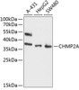 Western blot analysis of extracts of various cell lines, using CHMP2A antibody (13-616) at 1:1000 dilution.<br/>Secondary antibody: HRP Goat Anti-Rabbit IgG (H+L) at 1:10000 dilution.<br/>Lysates/proteins: 25ug per lane.<br/>Blocking buffer: 3% nonfat dry milk in TBST.<br/>Detection: ECL Enhanced Kit.<br/>Exposure time: 90s.