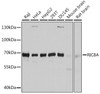 Western blot analysis of extracts of various cell lines, using RIC8A antibody (13-623) at 1:3000 dilution.<br/>Secondary antibody: HRP Goat Anti-Rabbit IgG (H+L) at 1:10000 dilution.<br/>Lysates/proteins: 25ug per lane.<br/>Blocking buffer: 3% nonfat dry milk in TBST.<br/>Detection: ECL Basic Kit.<br/>Exposure time: 20s.
