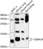 Western blot analysis of extracts of various cell lines, using S100A14 antibody (13-624) at 1:1000 dilution.<br/>Secondary antibody: HRP Goat Anti-Rabbit IgG (H+L) at 1:10000 dilution.<br/>Lysates/proteins: 25ug per lane.<br/>Blocking buffer: 3% nonfat dry milk in TBST.<br/>Detection: ECL Basic Kit.<br/>Exposure time: 30s.