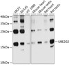 Western blot analysis of extracts of various cell lines, using UBE2G2 antibody (13-633) at 1:1000 dilution.<br/>Secondary antibody: HRP Goat Anti-Rabbit IgG (H+L) at 1:10000 dilution.<br/>Lysates/proteins: 25ug per lane.<br/>Blocking buffer: 3% nonfat dry milk in TBST.<br/>Detection: ECL Basic Kit.<br/>Exposure time: 30s.