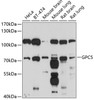 Western blot analysis of extracts of various cell lines, using GPC5 antibody (13-635) at 1:1000 dilution.<br/>Secondary antibody: HRP Goat Anti-Rabbit IgG (H+L) at 1:10000 dilution.<br/>Lysates/proteins: 25ug per lane.<br/>Blocking buffer: 3% nonfat dry milk in TBST.<br/>Detection: ECL Basic Kit.<br/>Exposure time: 90s.