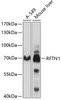 Western blot analysis of extracts of various cell lines, using RFTN1 antibody (13-644) at 1:1000 dilution.<br/>Secondary antibody: HRP Goat Anti-Rabbit IgG (H+L) at 1:10000 dilution.<br/>Lysates/proteins: 25ug per lane.<br/>Blocking buffer: 3% nonfat dry milk in TBST.<br/>Detection: ECL Basic Kit.<br/>Exposure time: 5s.