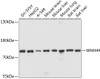 Western blot analysis of extracts of various cell lines, using SEMA4F antibody (13-645) at 1:1000 dilution.<br/>Secondary antibody: HRP Goat Anti-Rabbit IgG (H+L) at 1:10000 dilution.<br/>Lysates/proteins: 25ug per lane.<br/>Blocking buffer: 3% nonfat dry milk in TBST.<br/>Detection: ECL Basic Kit.<br/>Exposure time: 30s.