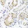 Immunohistochemistry of paraffin-embedded human stomach using PCBP1 antibody (13-649) at dilution of 1:100 (40x lens) .