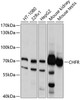 Western blot analysis of extracts of various cell lines, using CHFR antibody (13-655) at 1:1000 dilution.<br/>Secondary antibody: HRP Goat Anti-Rabbit IgG (H+L) at 1:10000 dilution.<br/>Lysates/proteins: 25ug per lane.<br/>Blocking buffer: 3% nonfat dry milk in TBST.<br/>Detection: ECL Basic Kit.<br/>Exposure time: 5s.