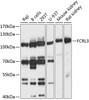 Western blot analysis of extracts of various cell lines, using FCRL3 antibody (13-658) at 1:1000 dilution.<br/>Secondary antibody: HRP Goat Anti-Rabbit IgG (H+L) at 1:10000 dilution.<br/>Lysates/proteins: 25ug per lane.<br/>Blocking buffer: 3% nonfat dry milk in TBST.<br/>Detection: ECL Basic Kit.<br/>Exposure time: 3s.