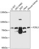 Western blot analysis of extracts of various cell lines, using FCRL3 antibody (13-659) at 1:1000 dilution.<br/>Secondary antibody: HRP Goat Anti-Rabbit IgG (H+L) at 1:10000 dilution.<br/>Lysates/proteins: 25ug per lane.<br/>Blocking buffer: 3% nonfat dry milk in TBST.<br/>Detection: ECL Basic Kit.<br/>Exposure time: 30s.