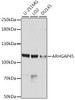 Western blot analysis of extracts of various cell lines, using ARHGAP45 antibody (13-660) at 1:1000 dilution.<br/>Secondary antibody: HRP Goat Anti-Rabbit IgG (H+L) at 1:10000 dilution.<br/>Lysates/proteins: 25ug per lane.<br/>Blocking buffer: 3% nonfat dry milk in TBST.<br/>Detection: ECL Basic Kit.<br/>Exposure time: 30s.