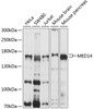 Western blot analysis of extracts of various cell lines, using MED14 antibody (13-661) at 1:1000 dilution.<br/>Secondary antibody: HRP Goat Anti-Rabbit IgG (H+L) at 1:10000 dilution.<br/>Lysates/proteins: 25ug per lane.<br/>Blocking buffer: 3% nonfat dry milk in TBST.<br/>Detection: ECL Basic Kit.<br/>Exposure time: 5s.