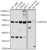 Western blot analysis of extracts of various cell lines, using GAPDHS antibody (13-672) at 1:1000 dilution.<br/>Secondary antibody: HRP Goat Anti-Rabbit IgG (H+L) at 1:10000 dilution.<br/>Lysates/proteins: 25ug per lane.<br/>Blocking buffer: 3% nonfat dry milk in TBST.<br/>Detection: ECL Basic Kit.<br/>Exposure time: 3s.