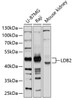 Western blot analysis of extracts of various cell lines, using LDB2 antibody (13-673) at 1:1000 dilution.<br/>Secondary antibody: HRP Goat Anti-Rabbit IgG (H+L) at 1:10000 dilution.<br/>Lysates/proteins: 25ug per lane.<br/>Blocking buffer: 3% nonfat dry milk in TBST.<br/>Detection: ECL Basic Kit.<br/>Exposure time: 5s.